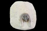 Spiny Leonaspis Trilobite From Morocco #75476-1